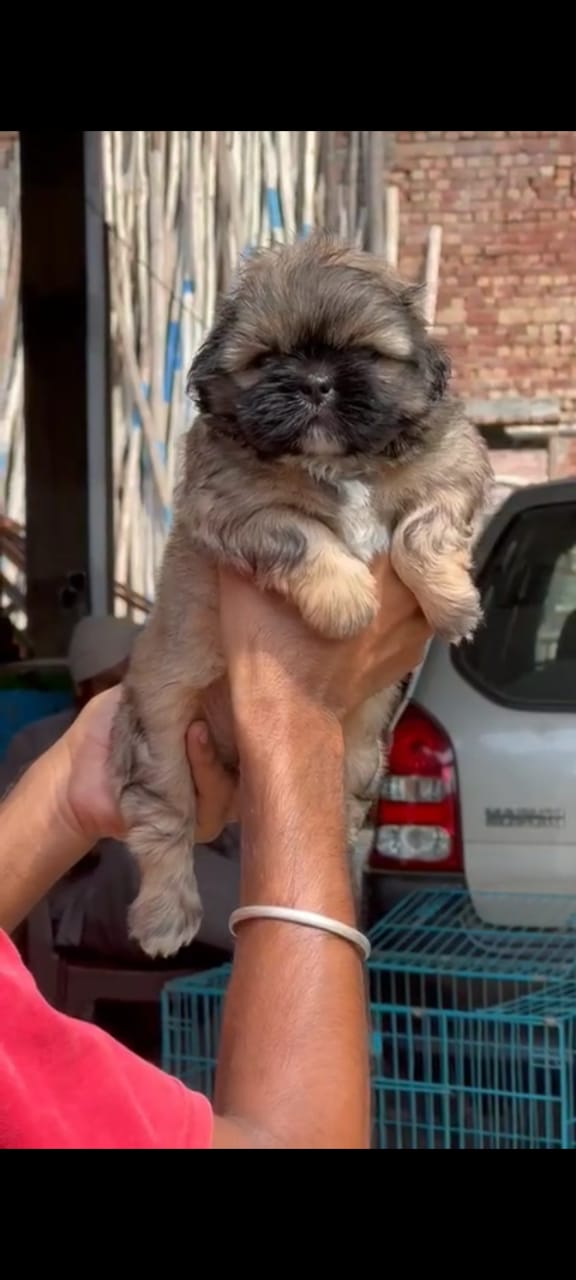  Lhasa Apso  dog breeder in kolkata
 